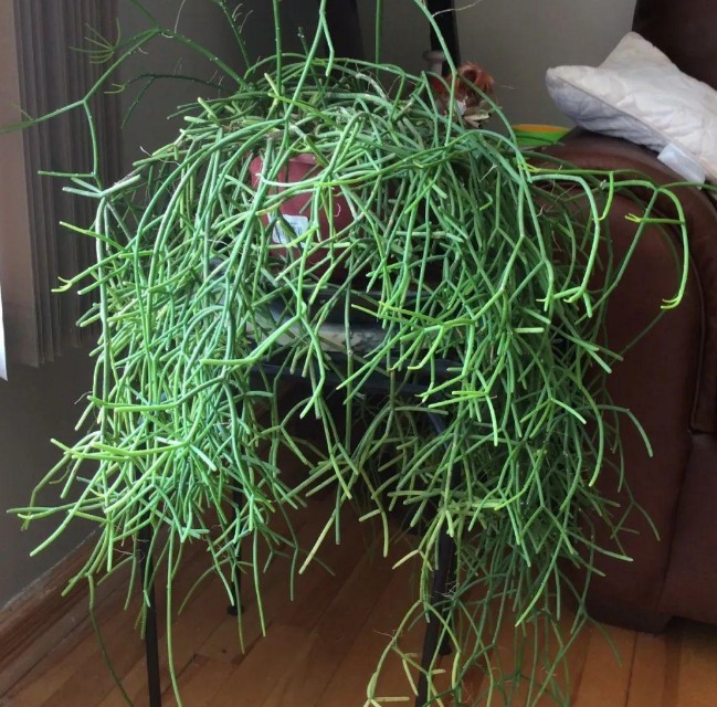 5 cây cảnh cực đẹp, có cây là vị thuốc quý nhưng đại độc, cẩn thận khi cắt tỉa kẻo mang họa-3