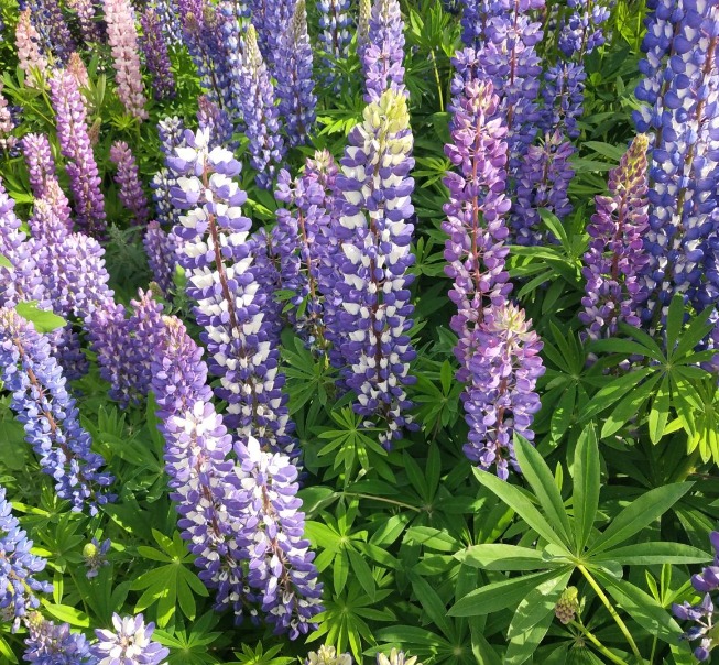 5 cây cảnh cực đẹp, có cây là vị thuốc quý nhưng đại độc, cẩn thận khi cắt tỉa kẻo mang họa-6