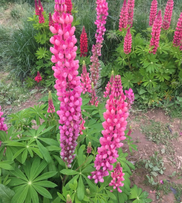 5 cây cảnh cực đẹp, có cây là vị thuốc quý nhưng đại độc, cẩn thận khi cắt tỉa kẻo mang họa-7