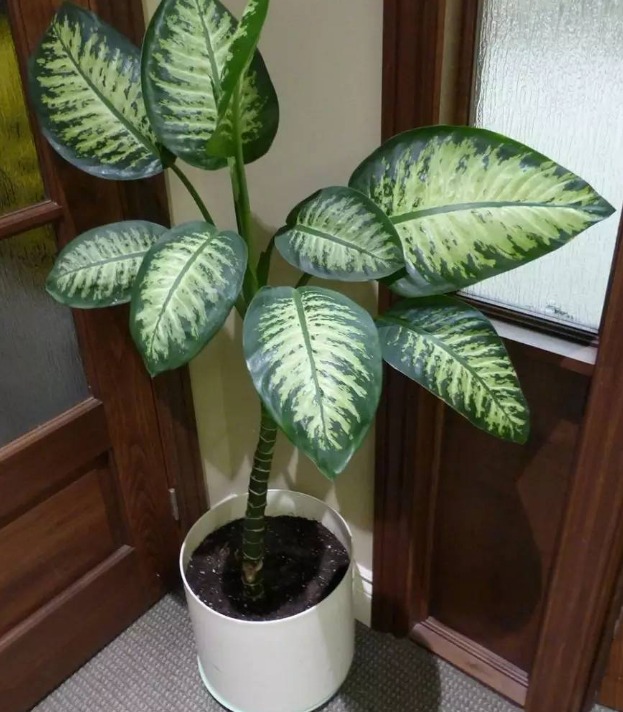 5 cây cảnh cực đẹp, có cây là vị thuốc quý nhưng đại độc, cẩn thận khi cắt tỉa kẻo mang họa-10