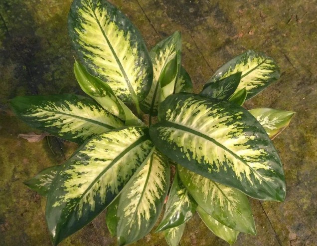 5 cây cảnh cực đẹp, có cây là vị thuốc quý nhưng đại độc, cẩn thận khi cắt tỉa kẻo mang họa-11