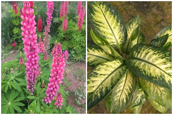 6 cây cảnh càng trồng sớm càng nhiều lộc, hoa nở trĩu cành, đón năm mới tài lộc rực rỡ-14