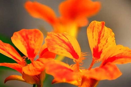 Giỏi kiếm tiền lại biết tiết kiệm, 3 con giáp về già có của ăn của để