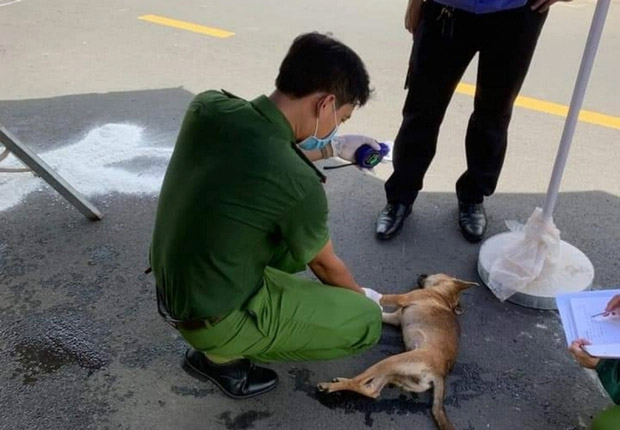 Tông vào chó chạy trên đường, nạn nhân tử vong tại chỗ-1