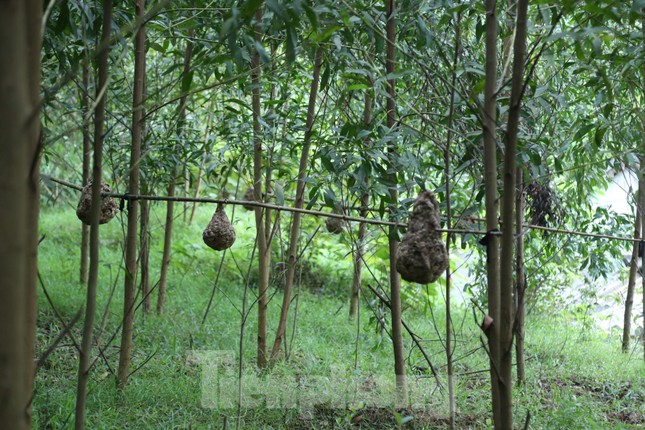 Liều ‘chơi’ ong vò vẽ, bỏ túi hàng chục triệu đồng-1