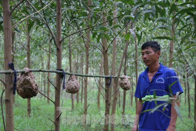 Liều ‘chơi’ ong vò vẽ, bỏ túi hàng chục triệu đồng-3