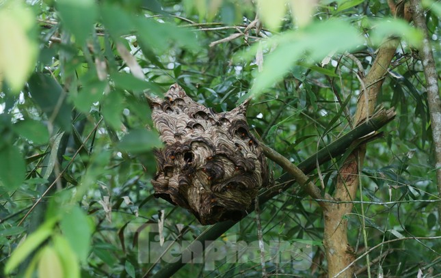 Liều ‘chơi’ ong vò vẽ, bỏ túi hàng chục triệu đồng-4