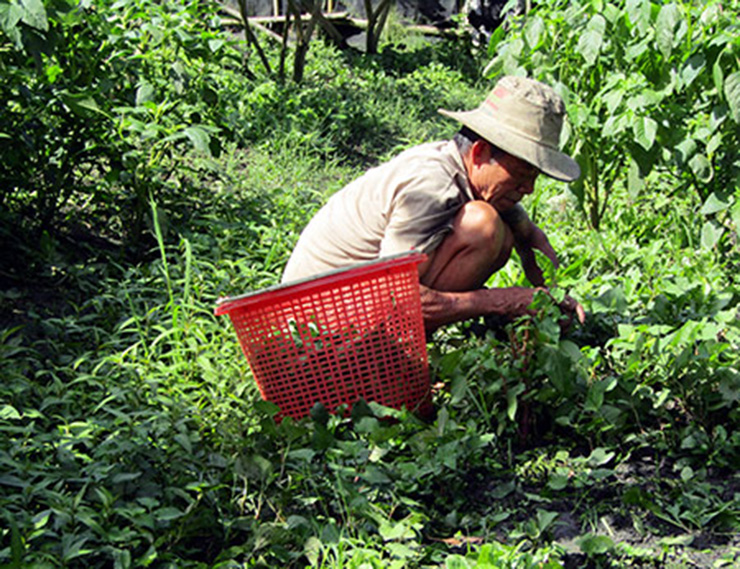 Thứ mọc dại bờ rào ở Việt Nam, sang nước ngoài là thần dược, trồng 30 ngày thu tiền triệu-10