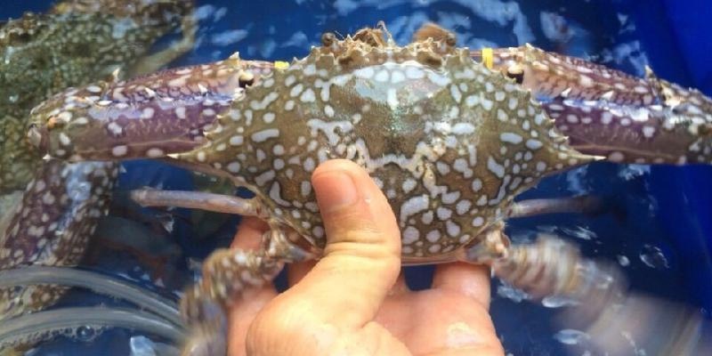 Khi mua ghẹ, nên chọn ghẹ to hay nhỏ? Nhìn điểm này, biết ngay ghẹ nhiều thịt, ngọt ngon-1