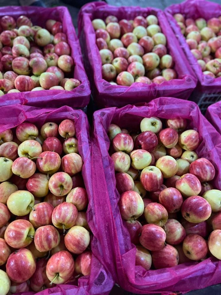 Táo tí hon vừa chua vừa chát, giá siêu rẻ chị em vẫn ồ ạt mua-2