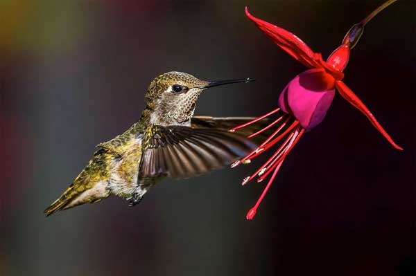 Cưới quý cô sinh ngày Âm lịch này như rước Thần Tài về nhà, muốn nghèo cũng khó-2