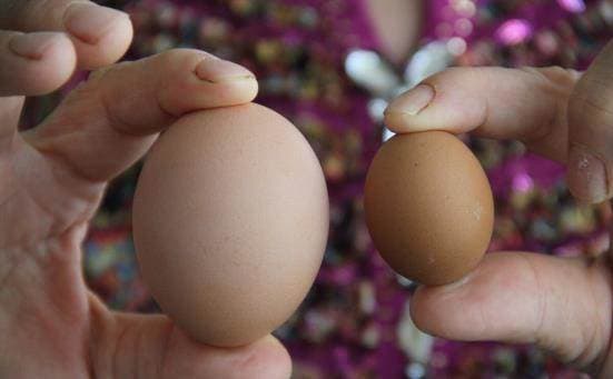 Để trứng trong tủ lạnh như thế này rất dễ thành trứng hư, nhiều người trong gia đình vẫn đang làm sai cách-6