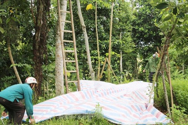 Đổ xô đi hái thuê đặc sản trám đen, bỏ túi tiền triệu mỗi ngày-1