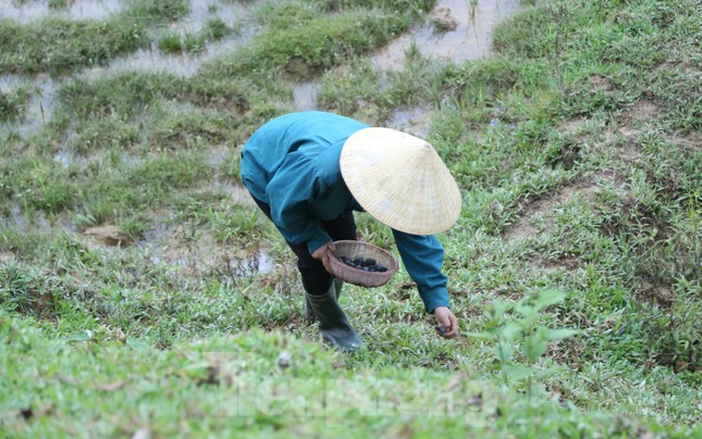 Đổ xô đi hái thuê đặc sản trám đen, bỏ túi tiền triệu mỗi ngày-10