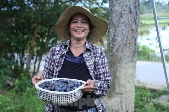 Đổ xô đi hái thuê đặc sản trám đen, bỏ túi tiền triệu mỗi ngày-11