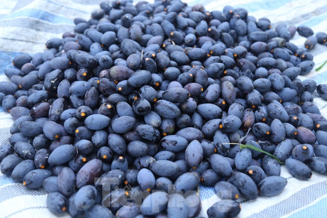 Đổ xô đi hái thuê đặc sản trám đen, bỏ túi tiền triệu mỗi ngày-12