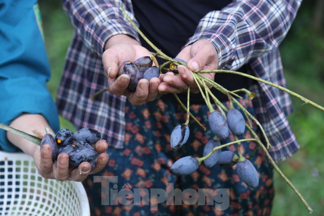 Đổ xô đi hái thuê đặc sản trám đen, bỏ túi tiền triệu mỗi ngày-2