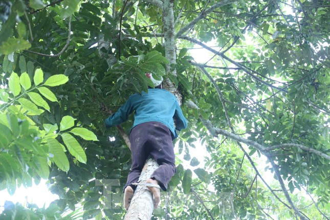 Đổ xô đi hái thuê đặc sản trám đen, bỏ túi tiền triệu mỗi ngày-4