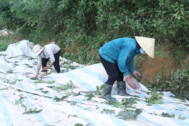 Đổ xô đi hái thuê đặc sản trám đen, bỏ túi tiền triệu mỗi ngày-6