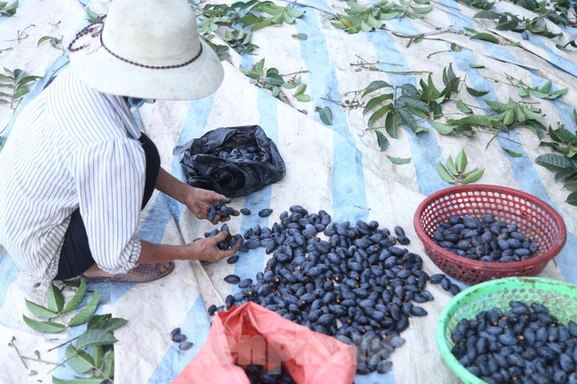 Đổ xô đi hái thuê đặc sản trám đen, bỏ túi tiền triệu mỗi ngày-7