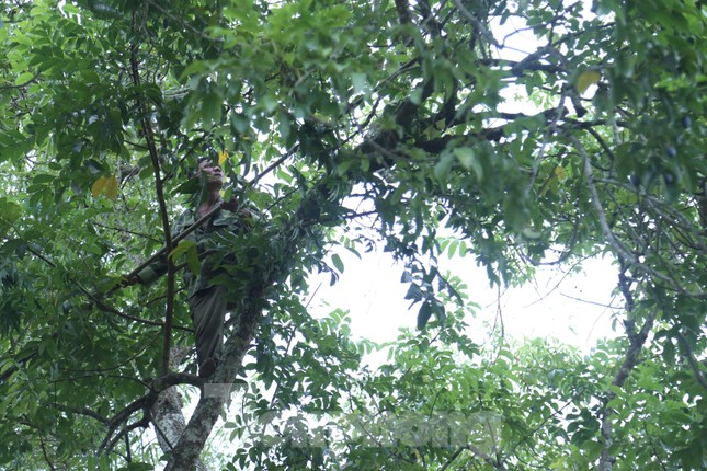 Đổ xô đi hái thuê đặc sản trám đen, bỏ túi tiền triệu mỗi ngày-9