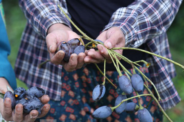Vào mùa, nhộng ong vò vẽ giá gần nửa triệu/kg vẫn đắt hàng vì được xem như đặc sản-6