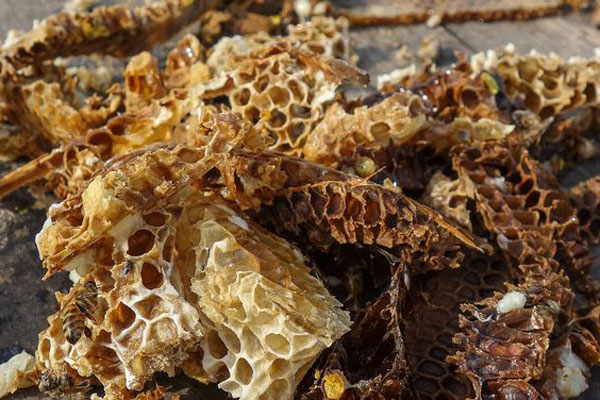 Độc đáo quả ổi hình thỏi vàng in chữ Tài Lộc ở Hải Dương-5