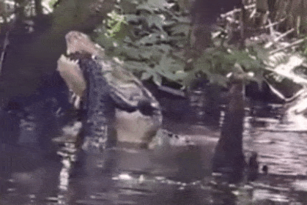 Cá sấu khổng lồ nuốt chửng đồng loại trong công viên ở Florida
