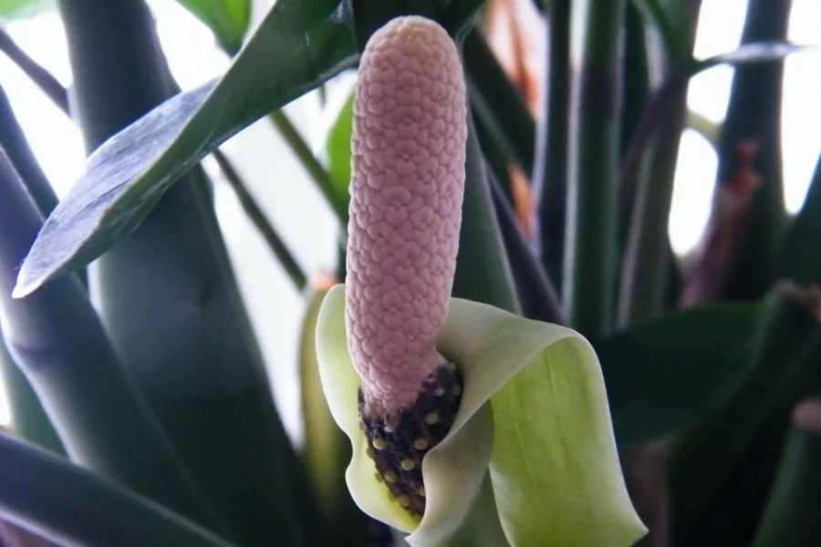 4 loại cây bỗng dưng nở hoa báo hiệu Thần Tài gõ cửa, mang điềm lành cho gia chủ-2