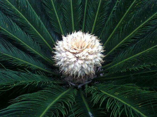 4 loại cây bỗng dưng nở hoa báo hiệu Thần Tài gõ cửa, mang điềm lành cho gia chủ-3