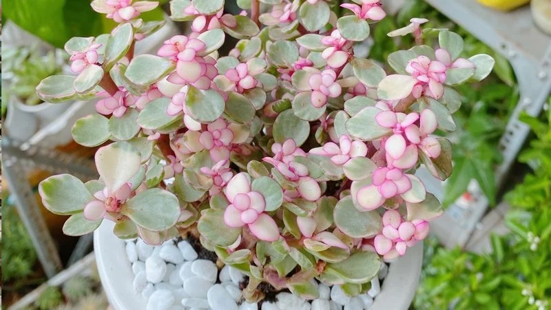 4 loại cây bỗng dưng nở hoa báo hiệu Thần Tài gõ cửa, mang điềm lành cho gia chủ-4