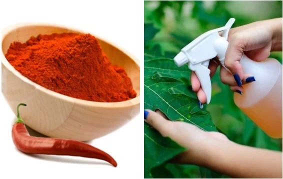 Tưới vài giọt này lên cây, sâu bọ nào cũng không dám tới cắn hoa-2