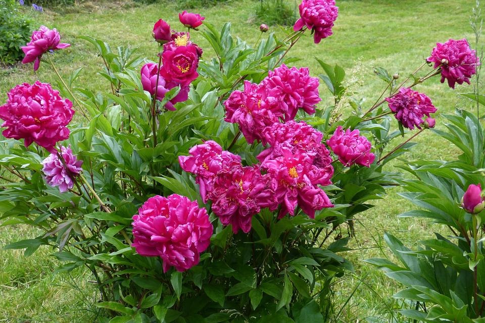 6 cây cảnh càng trồng sớm càng nhiều lộc, hoa nở trĩu cành, đón năm mới tài lộc rực rỡ-1