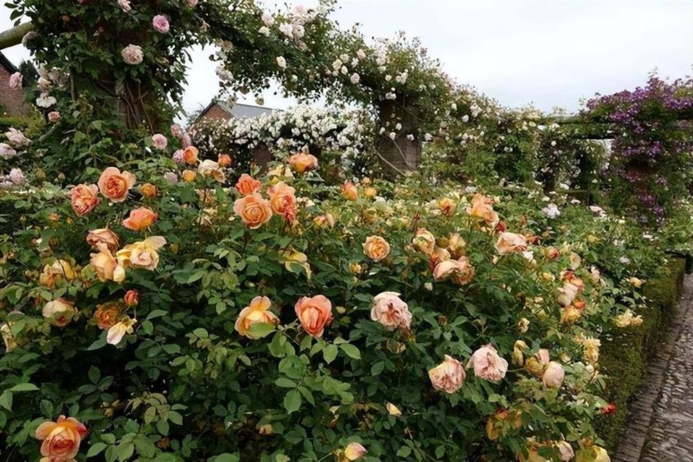 6 cây cảnh càng trồng sớm càng nhiều lộc, hoa nở trĩu cành, đón năm mới tài lộc rực rỡ-2