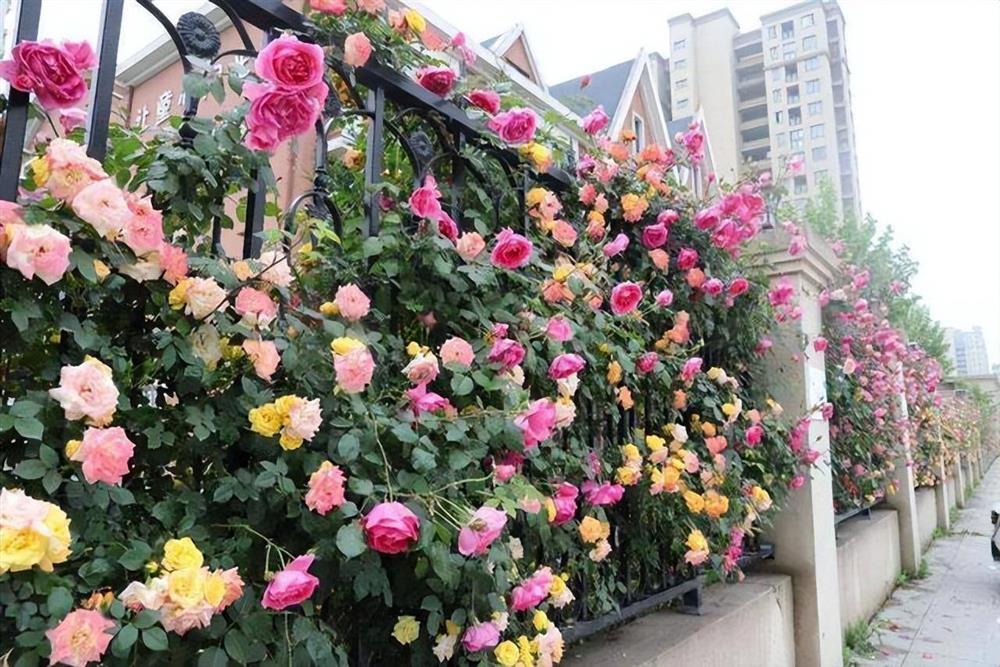 6 cây cảnh càng trồng sớm càng nhiều lộc, hoa nở trĩu cành, đón năm mới tài lộc rực rỡ-3