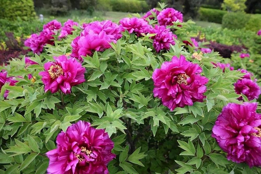 6 cây cảnh càng trồng sớm càng nhiều lộc, hoa nở trĩu cành, đón năm mới tài lộc rực rỡ-4