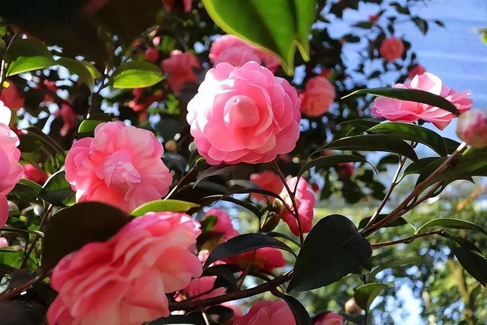 6 cây cảnh càng trồng sớm càng nhiều lộc, hoa nở trĩu cành, đón năm mới tài lộc rực rỡ-6