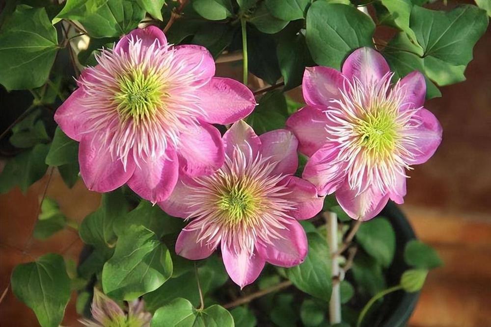 6 cây cảnh càng trồng sớm càng nhiều lộc, hoa nở trĩu cành, đón năm mới tài lộc rực rỡ-10