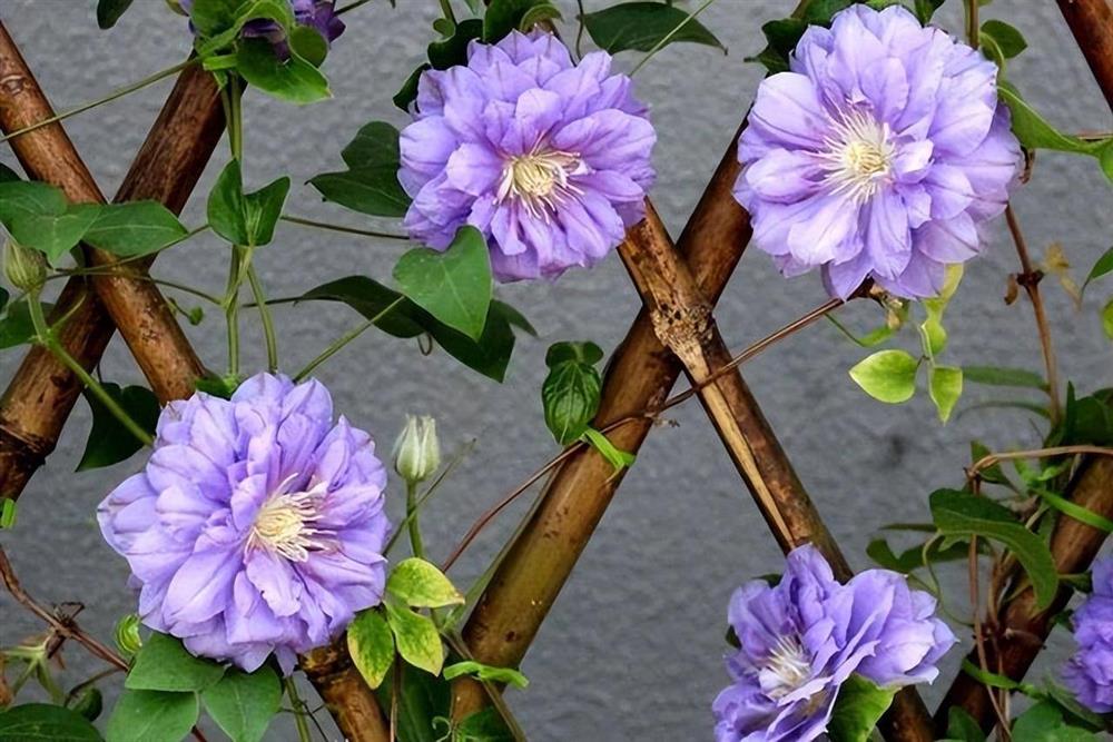 6 cây cảnh càng trồng sớm càng nhiều lộc, hoa nở trĩu cành, đón năm mới tài lộc rực rỡ-11