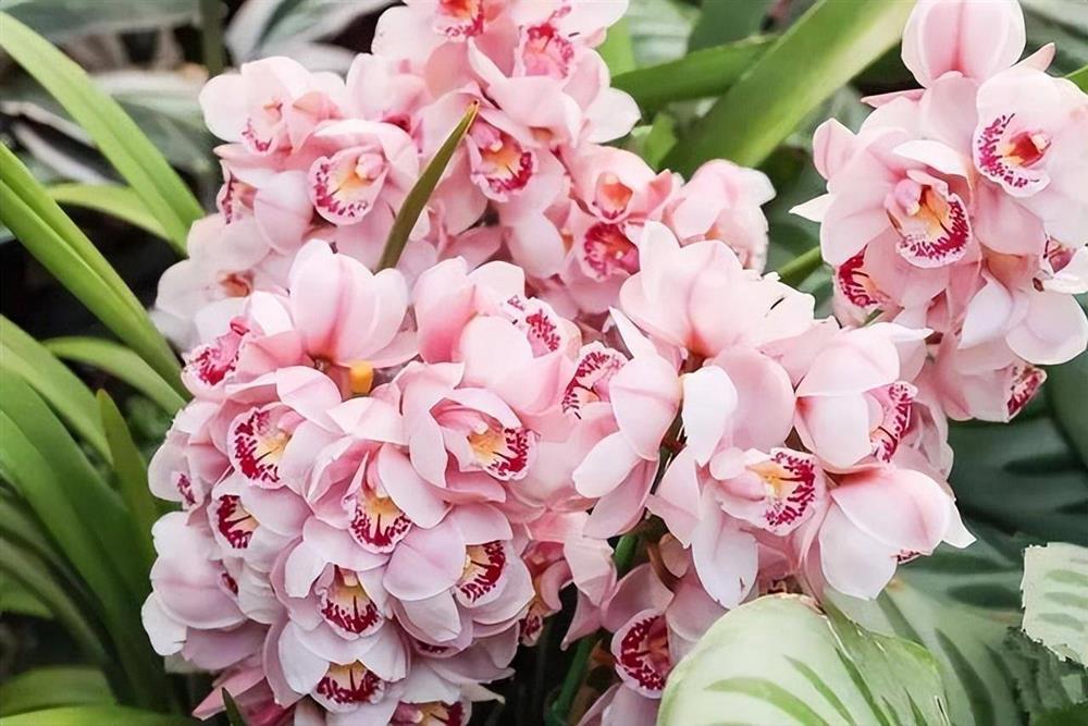 6 cây cảnh càng trồng sớm càng nhiều lộc, hoa nở trĩu cành, đón năm mới tài lộc rực rỡ-12