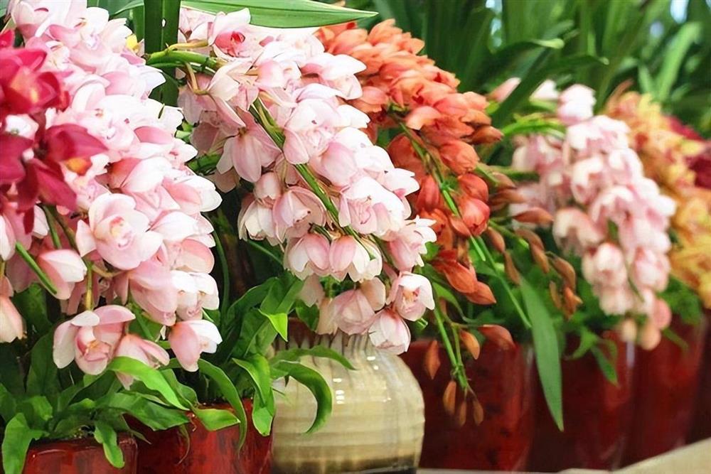 6 cây cảnh càng trồng sớm càng nhiều lộc, hoa nở trĩu cành, đón năm mới tài lộc rực rỡ-13