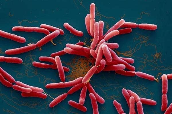 Đắk Lắk ghi nhận 1 trường hợp mắc bệnh Whitmore tại huyện Krông Pắk-2