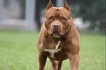 Vụ chó Pitbull 40kg cắn chết chủ: Gia đình đã mang chó đi tiêu hủy-2