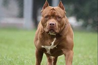 Chó pitbull nặng 40 kg cắn chết chủ