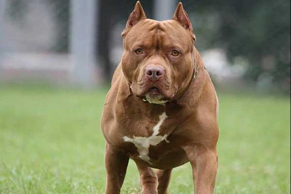 Chó pitbull nặng 40 kg cắn chết chủ-1