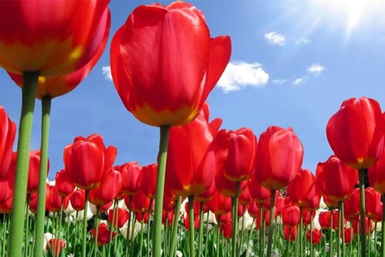 3 con giáp siêng năng lại có chí tiến thủ, trung niên hứa hẹn giàu có, vàng bạc đầy nhà