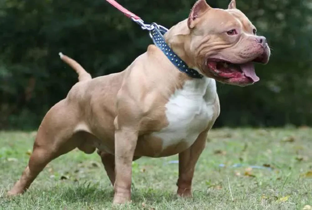 Vụ chó Pitbull 40kg cắn chết chủ: Gia đình đã mang chó đi tiêu hủy-1