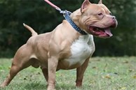 Vụ chó Pitbull 40kg cắn chết chủ: Gia đình đã mang chó đi tiêu hủy