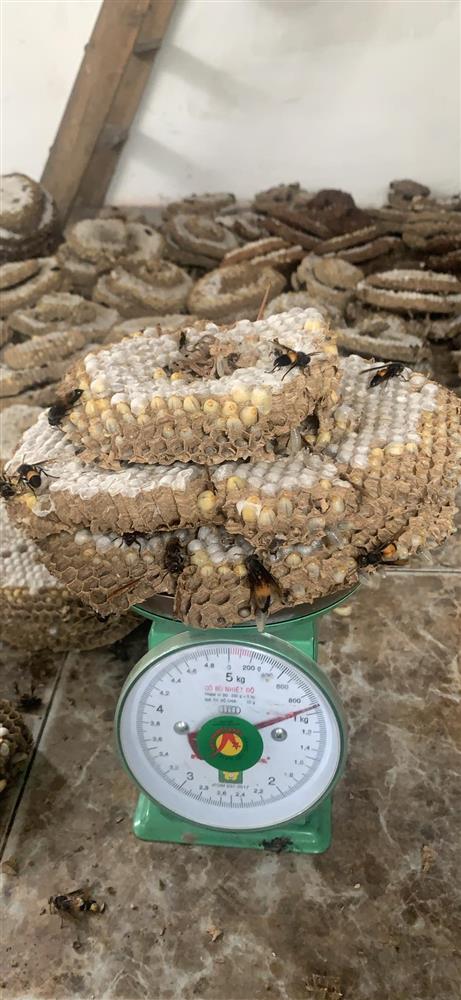 Vào mùa, nhộng ong vò vẽ giá gần nửa triệu/kg vẫn đắt hàng vì được xem như đặc sản-1
