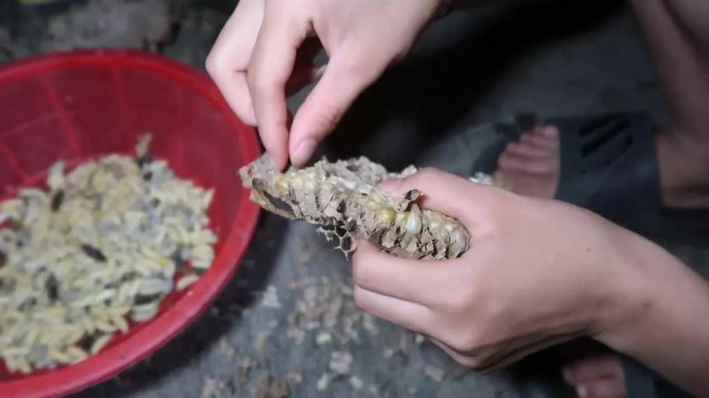 Vào mùa, nhộng ong vò vẽ giá gần nửa triệu/kg vẫn đắt hàng vì được xem như đặc sản-3